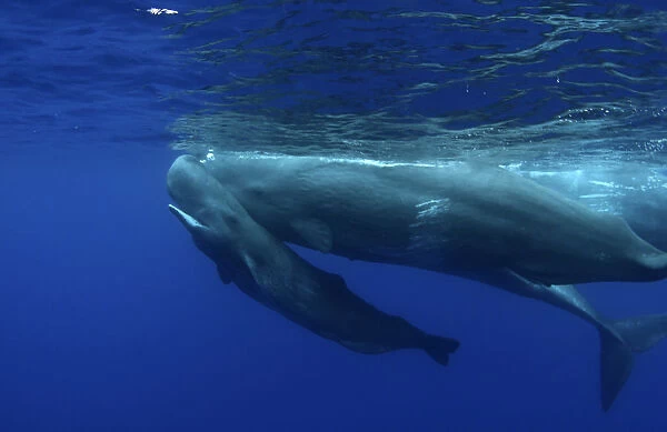 Sperm Whale (Physeter macrocephalus) calf swimming uder its mother. Sao Miguel Island