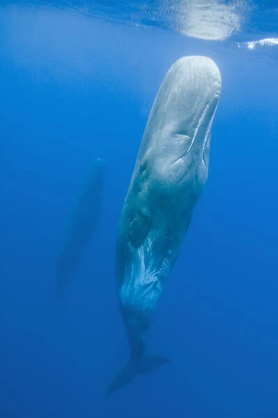 Sperm whale (Physeter macrocephalus) resting in water, Pico, Azores, Portugal, June 2009
