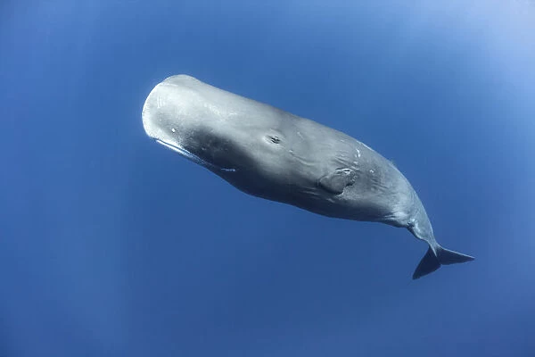 Sperm whale (Physeter macrocephalus) mature female, Dominica