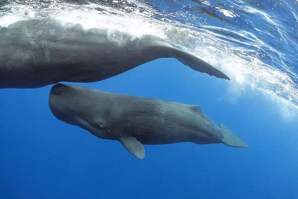 Sperm whale (Physeter macrocephalus) mother and calf Dominica, Caribbean Sea