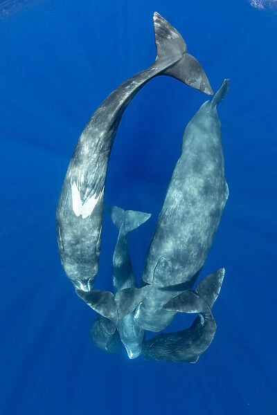 Sperm whale (Physeter macrocephalus) pod socialising viewed from above, Dominica