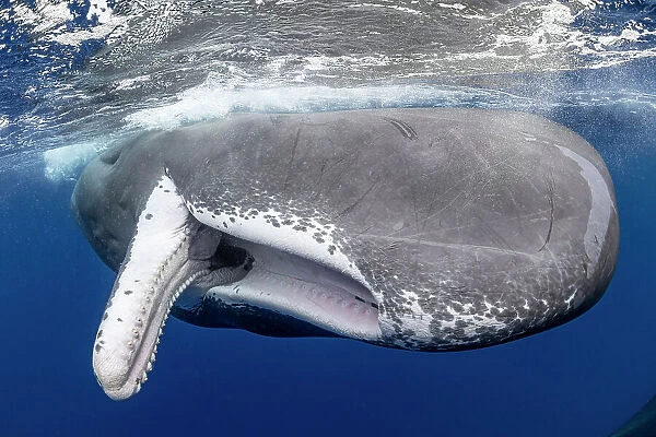 Sperm whale (Physeter macrocephalus) with fully open mouth, Dominica, Caribbean Sea, Atlantic Ocean. Photo taken under permit