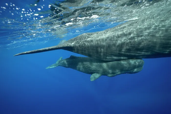 Framed Print : Sperm whale (Physeter macrocephalus) calf swimming close to its mother, Dominica, Caribbean Sea Framed Print : Sperm whale (Physeter macrocephalus) calf swimming close to its mother, Dominica, Caribbean Sea