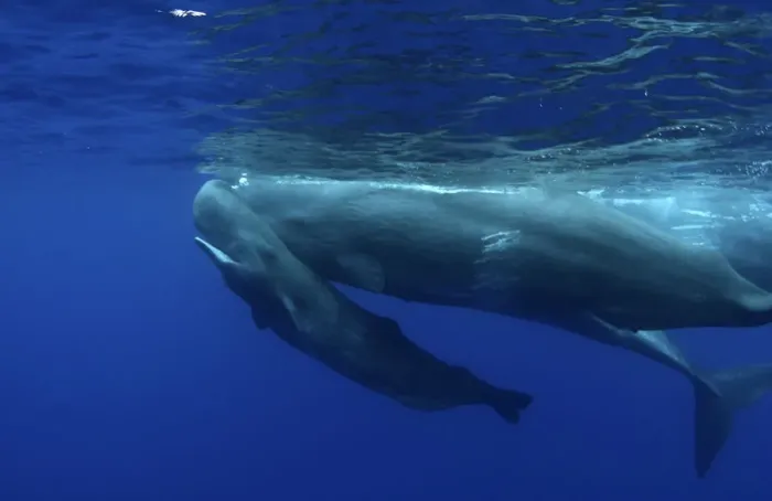 Framed Print : Sperm Whale (Physeter macrocephalus) calf swimming uder its mother. Sao Miguel Island Framed Print : Sperm Whale (Physeter macrocephalus) calf swimming uder its mother. Sao Miguel Island