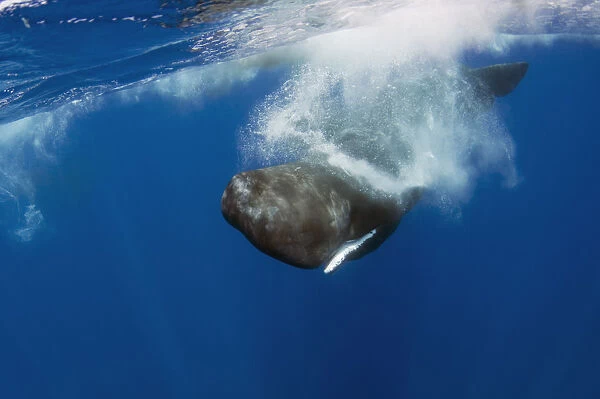 Sperm whale (Physeter macrocephalus) diving, Pico, Azores, Portugal, June 2009