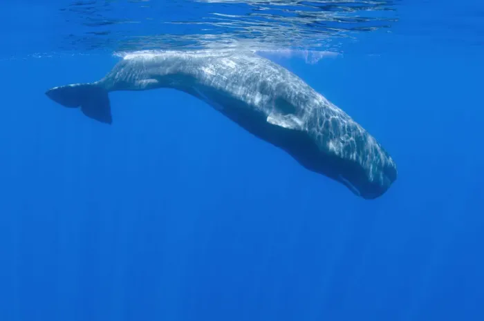 Framed Print : Sperm whale (Physeter macrocephalus) diving, Pico, Azores, Portugal, June 2009 Framed Print : Sperm whale (Physeter macrocephalus) diving, Pico, Azores, Portugal, June 2009
