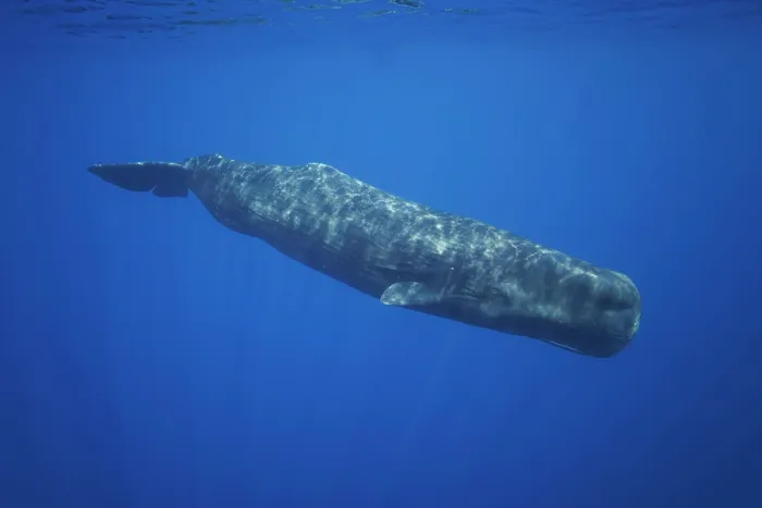 Framed Print : Sperm whale (Physeter macrocephalus) diving underwater, The Democratic Republic of Timor-Leste, Pacific Ocean Framed Print : Sperm whale (Physeter macrocephalus) diving underwater, The Democratic Republic of Timor-Leste, Pacific Ocean