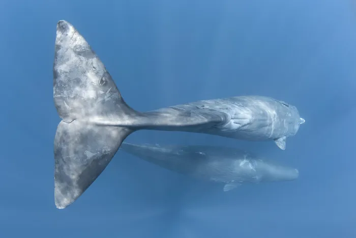 Framed Print : Sperm whale (Physeter macrocephalus) female, commencing a dive with mammary slits visible, located on her abdomen, just forward of her anal slit and powerful caudal region Framed Print : Sperm whale (Physeter macrocephalus) female, commencing a dive with mammary slits visible, located on her abdomen, just forward of her anal slit and powerful caudal region