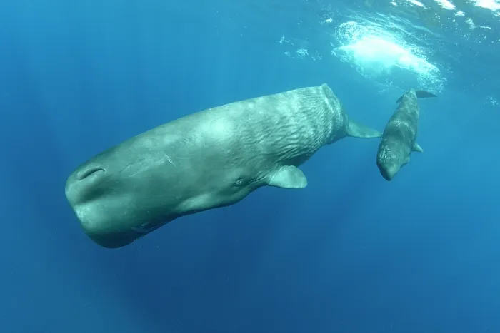 Framed Print : Sperm whale (Physeter macrocephalus) female with calf, diving, Dominica, Caribbean Sea Framed Print : Sperm whale (Physeter macrocephalus) female with calf, diving, Dominica, Caribbean Sea