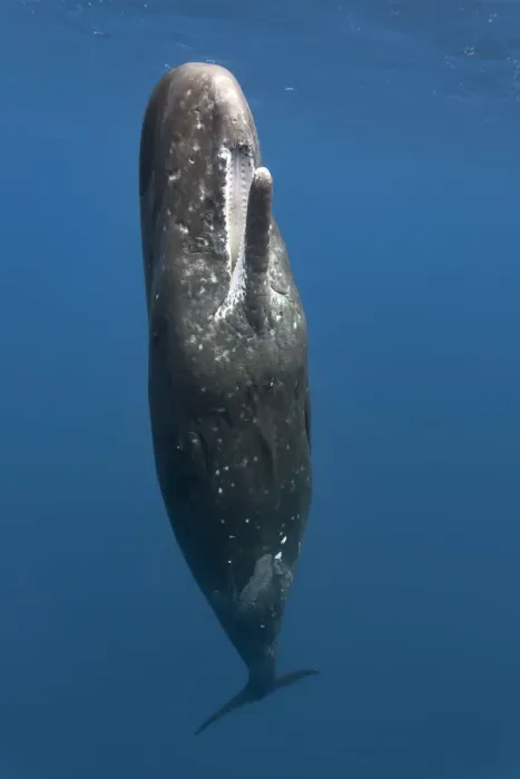 Framed Print : Sperm whale (Physeter macrocephalus) female at the ocean surface with her mouth open Framed Print : Sperm whale (Physeter macrocephalus) female at the ocean surface with her mouth open