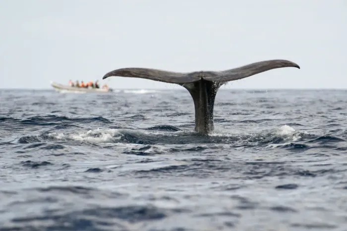 Framed Print : Sperm whale (Physeter macrocephalus) fluke with a whale watching boat in the distance Framed Print : Sperm whale (Physeter macrocephalus) fluke with a whale watching boat in the distance