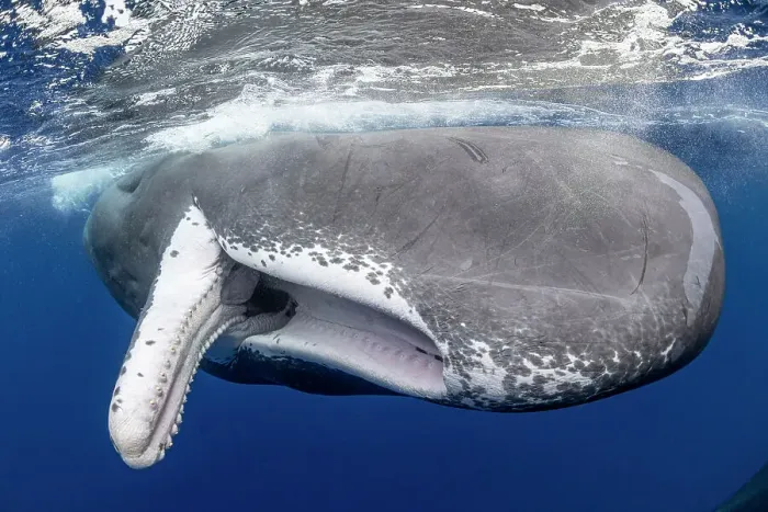 Framed Print : Sperm whale (Physeter macrocephalus) with fully open mouth, Dominica, Caribbean Sea, Atlantic Ocean. Photo taken under permit Framed Print : Sperm whale (Physeter macrocephalus) with fully open mouth, Dominica, Caribbean Sea, Atlantic Ocean. Photo taken under permit