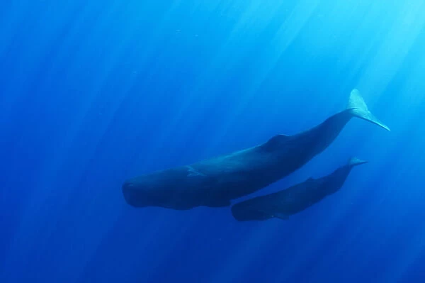 Sperm whale (Physeter macrocephalus) mother and calf, Sri Lanka. March