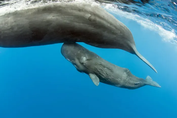 Framed Print : Sperm whale (Physeter macrocephalus) mother surfacing with calf below, Dominica, Caribbean Sea Framed Print : Sperm whale (Physeter macrocephalus) mother surfacing with calf below, Dominica, Caribbean Sea