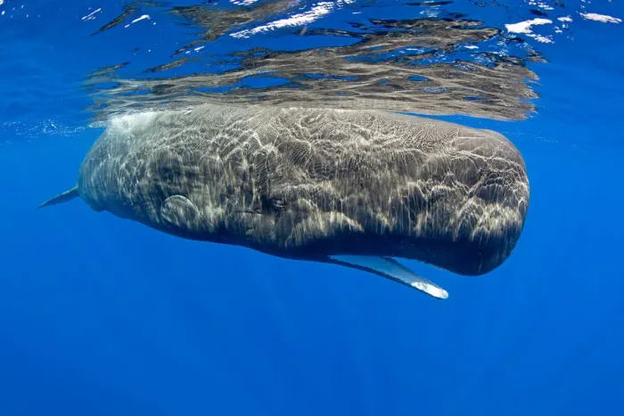 Framed Print : Sperm whale (Physeter macrocephalus) with mouth open, Dominica, Caribbean Sea, Atlantic Ocean Framed Print : Sperm whale (Physeter macrocephalus) with mouth open, Dominica, Caribbean Sea, Atlantic Ocean