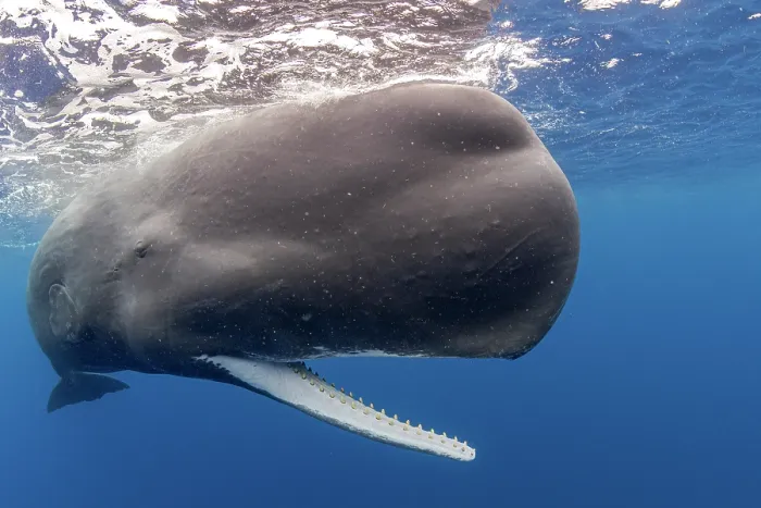 Framed Print : Sperm whale (Physeter macrocephalus) with open mouth showing the teeth, Dominica, Caribbean Sea Framed Print : Sperm whale (Physeter macrocephalus) with open mouth showing the teeth, Dominica, Caribbean Sea