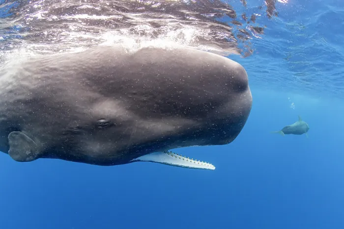 Framed Print : Sperm whale (Physeter macrocephalus) opening its mouth, Dominica, Caribbean Sea Framed Print : Sperm whale (Physeter macrocephalus) opening its mouth, Dominica, Caribbean Sea