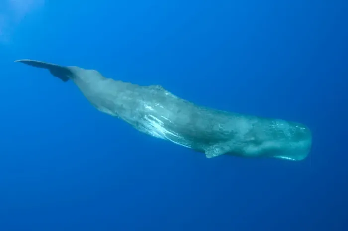 Framed Print : Sperm whale (Physeter macrocephalus) Pico, Azores, Portugal, June 2009 Framed Print : Sperm whale (Physeter macrocephalus) Pico, Azores, Portugal, June 2009