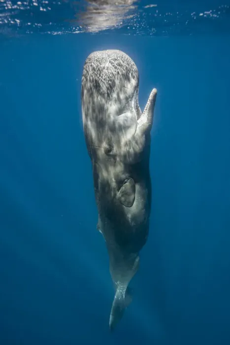 Framed Print : Sperm whale (Physeter macrocephalus) resting vertically just beneath surface, Faial Island Framed Print : Sperm whale (Physeter macrocephalus) resting vertically just beneath surface, Faial Island
