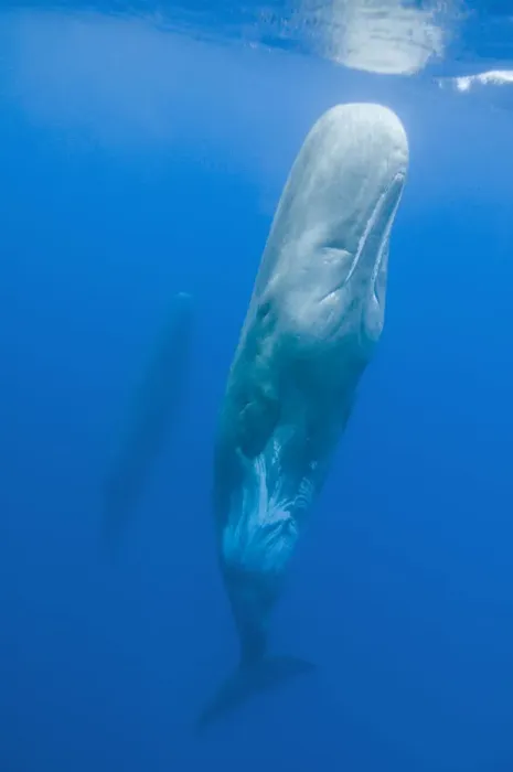 Framed Print : Sperm whale (Physeter macrocephalus) resting in water, Pico, Azores, Portugal, June 2009