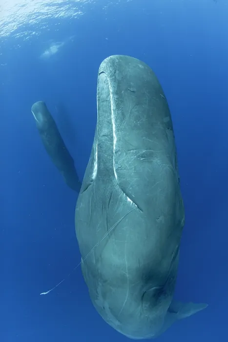 Framed Print : Sperm whale (Physeter macrocephalus) sleeping upright with a Squid's arm hanging out of its mouth, Dominica, Caribbean Sea Framed Print : Sperm whale (Physeter macrocephalus) sleeping upright with a Squid's arm hanging out of its mouth, Dominica, Caribbean Sea