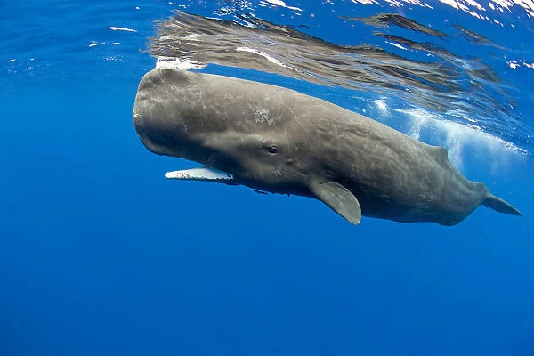 Sperm whale (Physeter macrocephalus) at surface, Dominica, Caribbean Sea, Atlantic Ocean