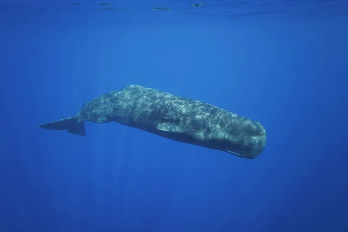 Framed Print : Sperm whale (Physeter macrocephalus) swimming off the coast of East Timor, Indian Ocean. Endangered