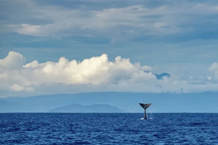 Framed Print : Sperm whale (Physeter macrocephalus) tail slapping, Dominica, Caribbean Sea, Atlantic Ocean. Photo taken under permit. January Framed Print : Sperm whale (Physeter macrocephalus) tail slapping, Dominica, Caribbean Sea, Atlantic Ocean. Photo taken under permit. January
