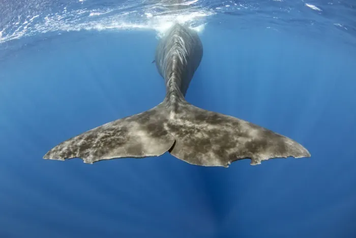Framed Print : Sperm whale (Physeter macrocephalus) underwater shot of tail fluke of surfacing whale Framed Print : Sperm whale (Physeter macrocephalus) underwater shot of tail fluke of surfacing whale