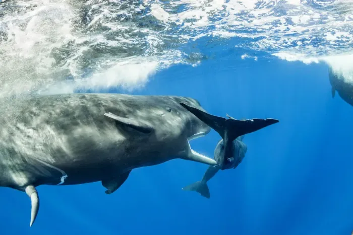Framed Print : Sperm whale (Physeter macrocephalus) young male trying to copulate with a female Framed Print : Sperm whale (Physeter macrocephalus) young male trying to copulate with a female