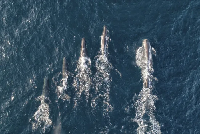 Framed Print : Sperm whales (Physeter macrocephalus) aerial shot showing much larger male on right Framed Print : Sperm whales (Physeter macrocephalus) aerial shot showing much larger male on right