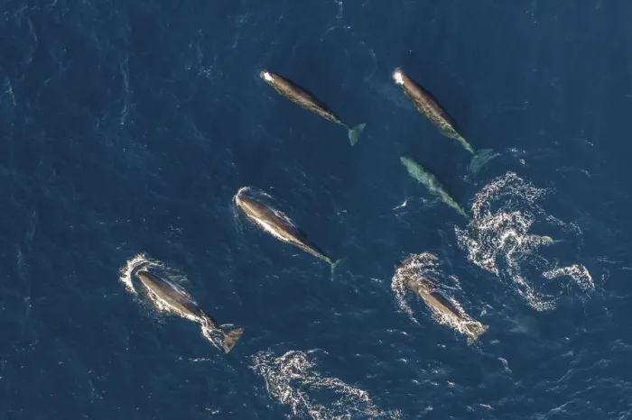 Framed Print : Sperm whales (Physeter macrocephalus) female group, aerial view. Baja California