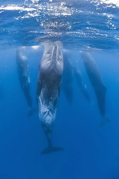 Sperm whales (Physeter macrocephalus) resting, Pico, Azores, Portugal, June 2009