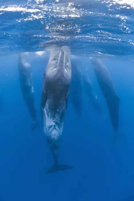 Framed Print : Sperm whales (Physeter macrocephalus) resting, Pico, Azores, Portugal, June 2009 Framed Print : Sperm whales (Physeter macrocephalus) resting, Pico, Azores, Portugal, June 2009