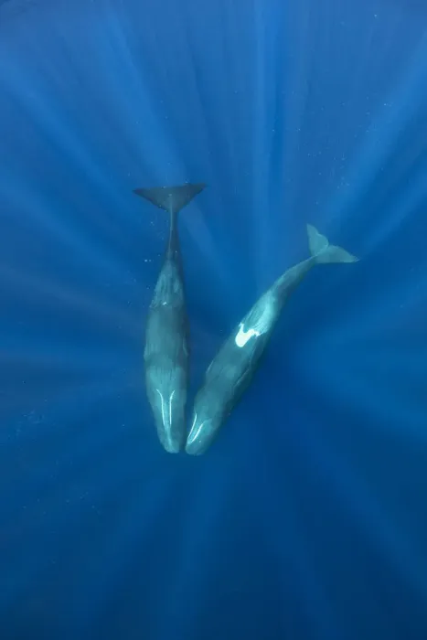Framed Print : Sperm whales (Physeter macrocephalus) two whales with heads touching, Dominica Framed Print : Sperm whales (Physeter macrocephalus) two whales with heads touching, Dominica