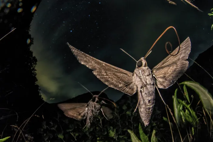Framed Print : Sphinx bindweed moths (Agrius convolvuli) in flight at night, portrait, Apuan Alps, UNESCO Geopark, Tuscany, Italy. August Framed Print : Sphinx bindweed moths (Agrius convolvuli) in flight at night, portrait, Apuan Alps, UNESCO Geopark, Tuscany, Italy. August