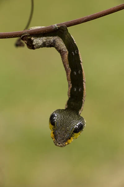Sphinx hawk moth (Hemeroplanes triptolemus) caterpillar, snake mimic species, Amarakaeri
