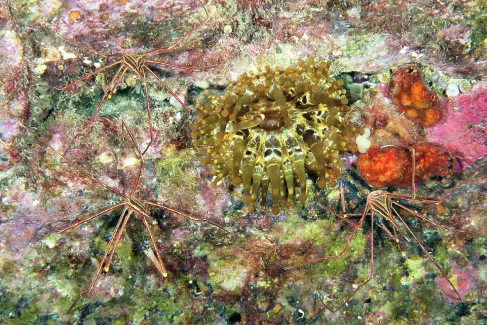 Framed Print : Three Spider crabs (Stenorhynchus lanceolatus) alongside their Telmatactis anemone (Telmatactis cricoides) host, Tenerife, Canary Islands, Atlantic Ocean Framed Print : Three Spider crabs (Stenorhynchus lanceolatus) alongside their Telmatactis anemone (Telmatactis cricoides) host, Tenerife, Canary Islands, Atlantic Ocean