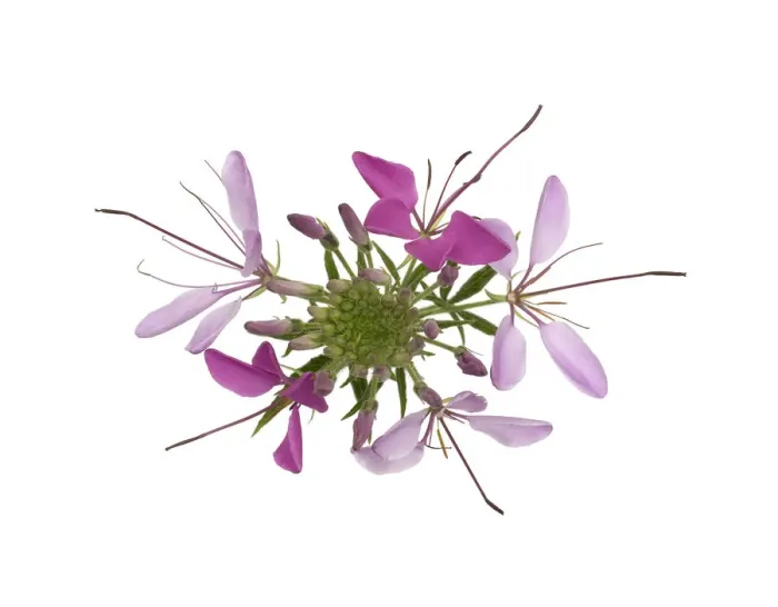 Framed Print : Spider flower (Cleome hassleriana) from above, flowers fading with age. Native to South America Framed Print : Spider flower (Cleome hassleriana) from above, flowers fading with age. Native to South America