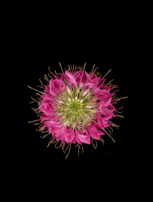 Framed Print : Spider flower (Cleome sp) with long gonophores. View from above. Cultivated in garden Framed Print : Spider flower (Cleome sp) with long gonophores. View from above. Cultivated in garden