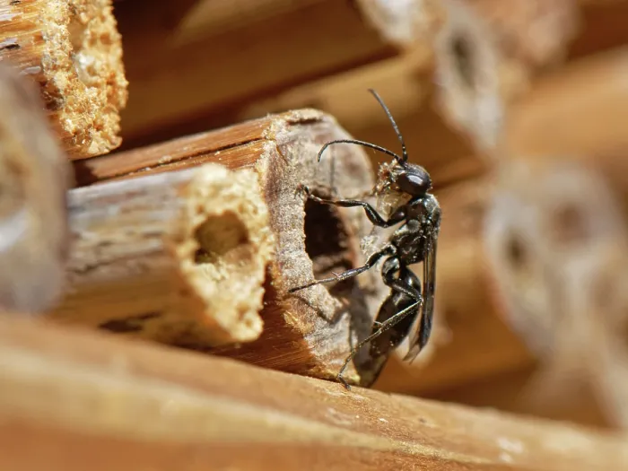 Framed Print : Spider hunting wasp (Dipogon subintermedius) female, carrying wood shavings in its jaws to seal its nest in an insect hotel, Wiltshire, England, UK. July Framed Print : Spider hunting wasp (Dipogon subintermedius) female, carrying wood shavings in its jaws to seal its nest in an insect hotel, Wiltshire, England, UK. July