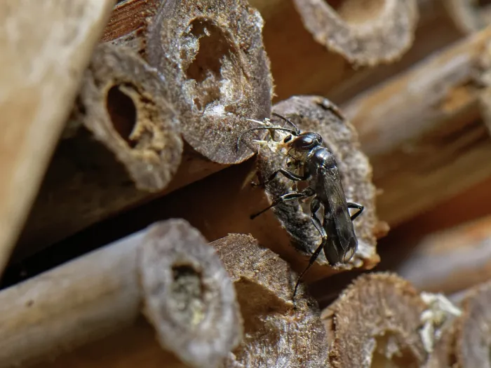 Framed Print : Spider hunting wasp (Dipogon subintermedius) female, carrying wood shavings in its jaws to seal its nest in an insect hotel, Wiltshire, England, UK. July