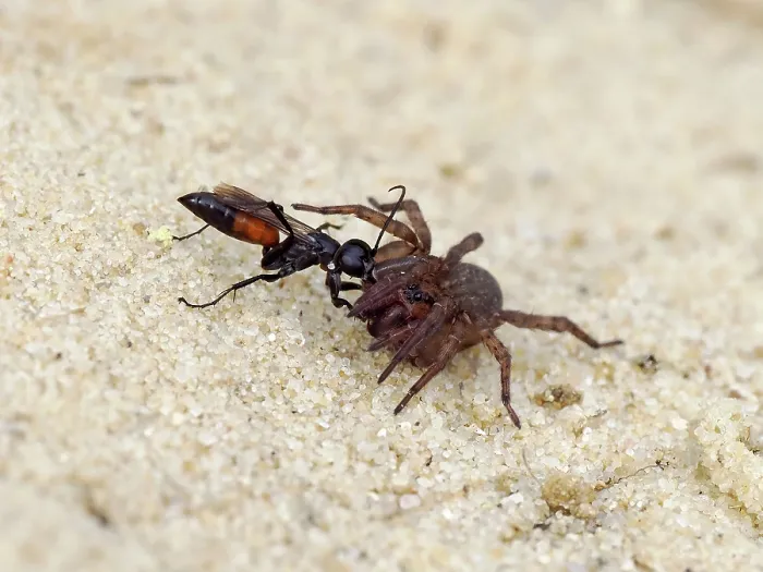 Framed Print : Spider hunting wasp (Priocnemis parvula) dragging paralysed spider prey back to its burrow, Oxfordshire, England, UK. September Framed Print : Spider hunting wasp (Priocnemis parvula) dragging paralysed spider prey back to its burrow, Oxfordshire, England, UK. September