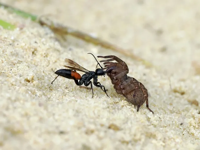 Framed Print : Spider hunting wasp (Priocnemis parvula) dragging paralysed spider prey back to its burrow, Oxfordshire, England, UK. September Framed Print : Spider hunting wasp (Priocnemis parvula) dragging paralysed spider prey back to its burrow, Oxfordshire, England, UK. September