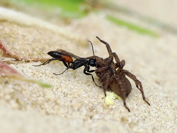 Framed Print : Spider hunting wasp (Priocnemis parvula) dragging paralysed spider prey back to its burrow, Oxfordshire, England, UK. September Framed Print : Spider hunting wasp (Priocnemis parvula) dragging paralysed spider prey back to its burrow, Oxfordshire, England, UK. September