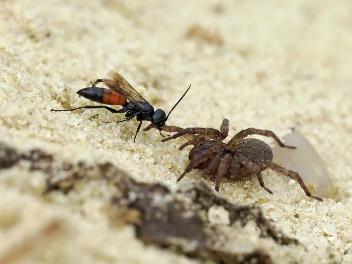 Framed Print : Spider hunting wasp (Priocnemis parvula) dragging paralysed spider prey back to its burrow, Oxfordshire, England, UK. September Framed Print : Spider hunting wasp (Priocnemis parvula) dragging paralysed spider prey back to its burrow, Oxfordshire, England, UK. September