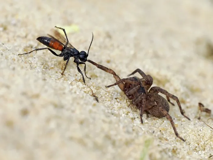 Framed Print : Spider hunting wasp (Priocnemis parvula) dragging paralysed spider prey back to its burrow, Oxfordshire, England, UK. September Framed Print : Spider hunting wasp (Priocnemis parvula) dragging paralysed spider prey back to its burrow, Oxfordshire, England, UK. September
