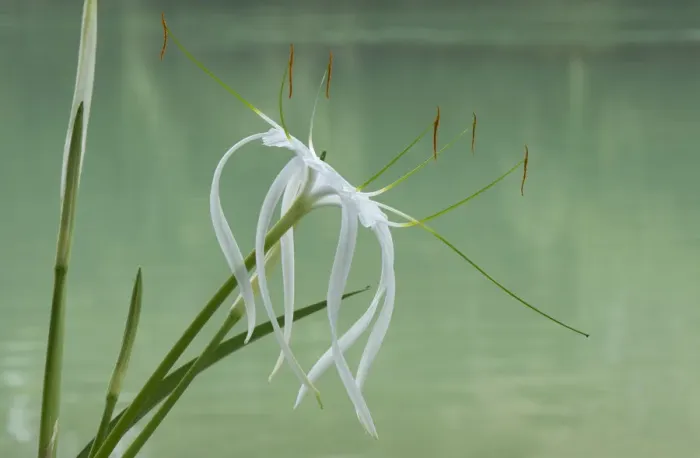 Framed Print : Spider lily (Hymenocallis sp) flowering beside Lacantun River, Chiapas, Mexico Framed Print : Spider lily (Hymenocallis sp) flowering beside Lacantun River, Chiapas, Mexico
