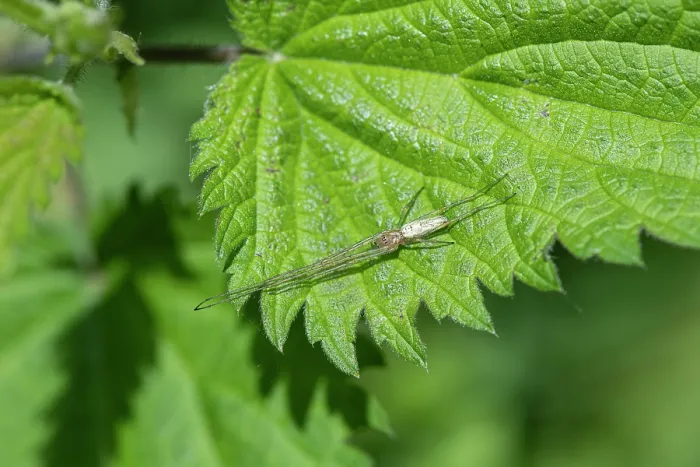 Framed Print : Spider (Tetragnatha sp.) resting on Nettle (Urtica dioica) leaf, Surrey, UK. May Framed Print : Spider (Tetragnatha sp.) resting on Nettle (Urtica dioica) leaf, Surrey, UK. May