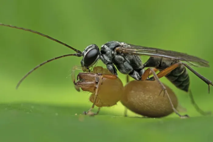 Framed Print : Spider wasp (Pompilidae) with spider prey, Buxa Tiger Reserve, India